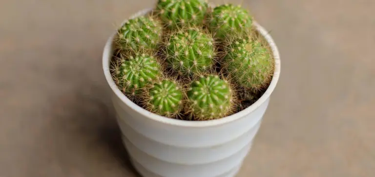 Close-up of small, round green cacti in a white pot on a beige surface.