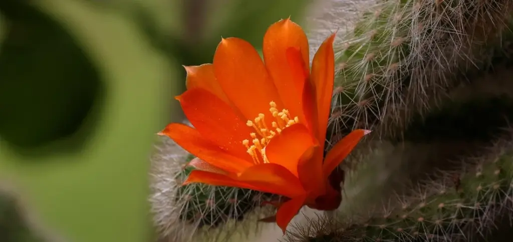 Are Coffee Grounds Good for Succulents?