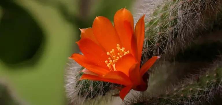 Close-up of an orange cactus flower blooming on a spiny succulent, with a blurred green background.