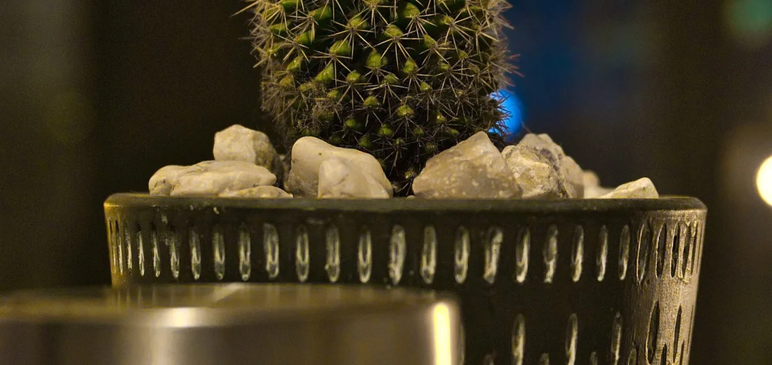 Close-up of a small cactus in a textured pot with white decorative rocks
