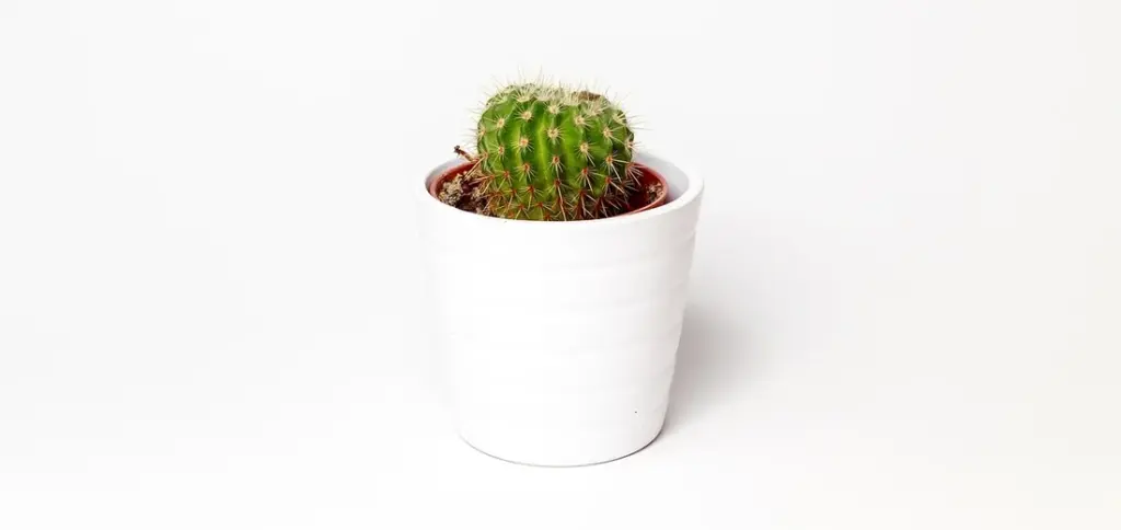 Can You Plant Cacti and Succulents Together? Compatibility Guide