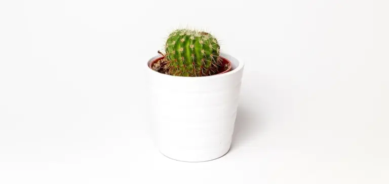 Small green cactus in a white ceramic pot against a white background