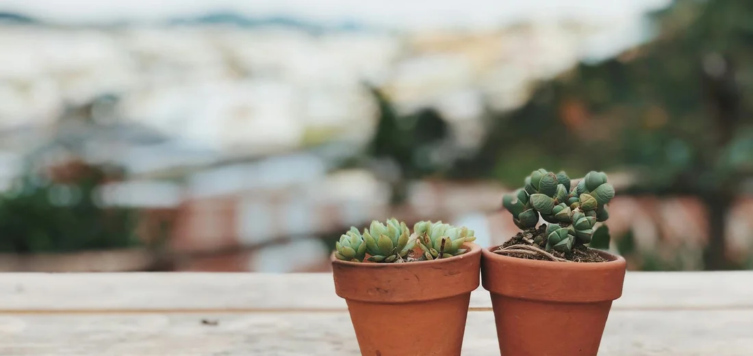 Two small succulents in terracotta pots on a wooden surface with a blurred outdoor background