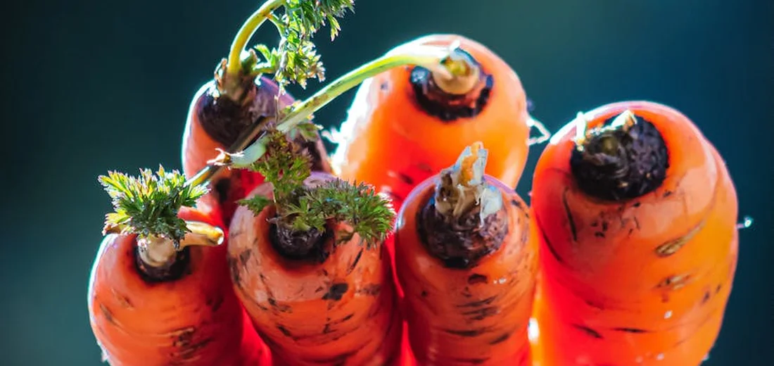 Close-up of freshly harvested carrots with soil clinging to the roots and green tops