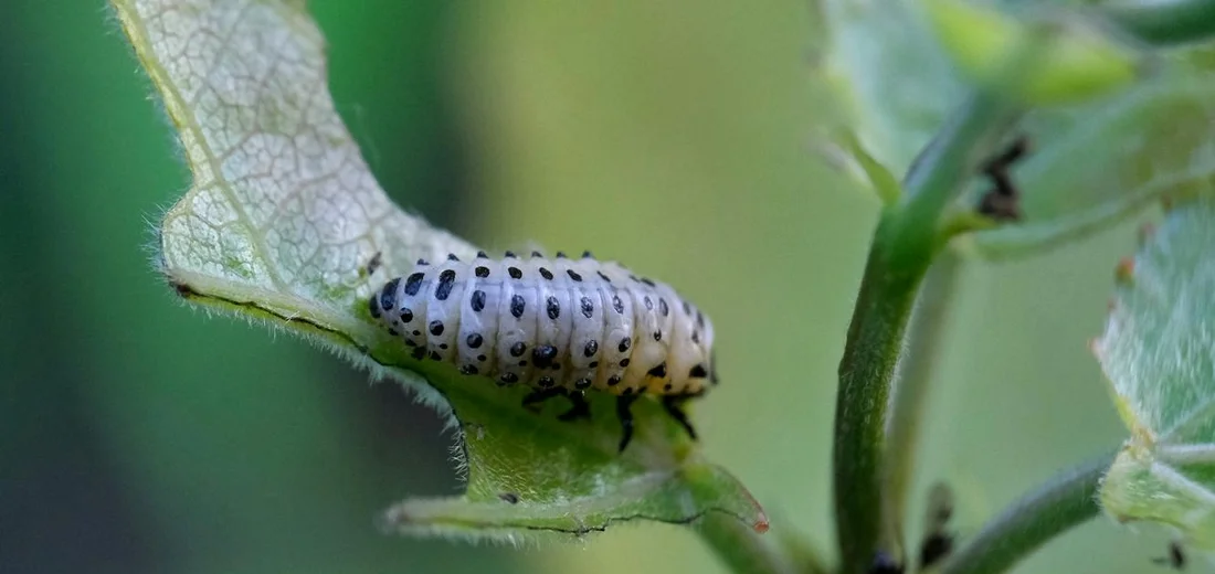 Close-up of a pale, spotted caterpillar on a green leaf with a soft-focused background