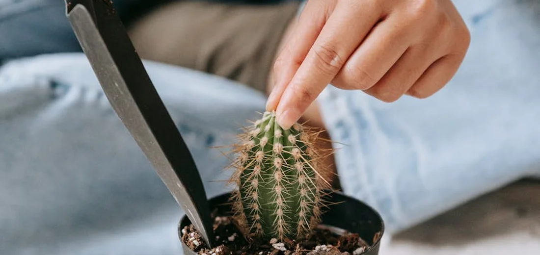 Close-up of a small cactus in a pot with a hand and a tool nearby, about to repot the plant.