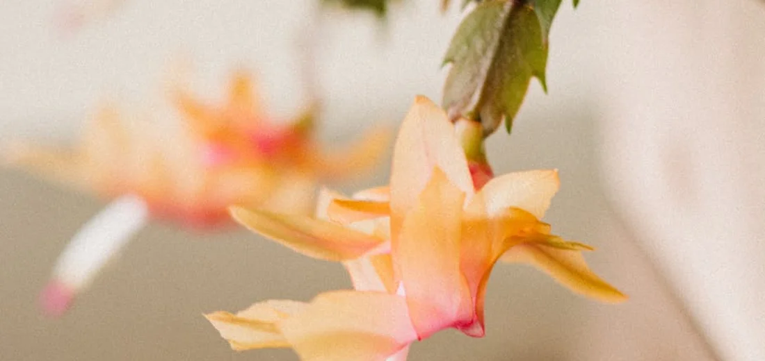 Close-up of a peach-orange Christmas cactus bloom on a green stem