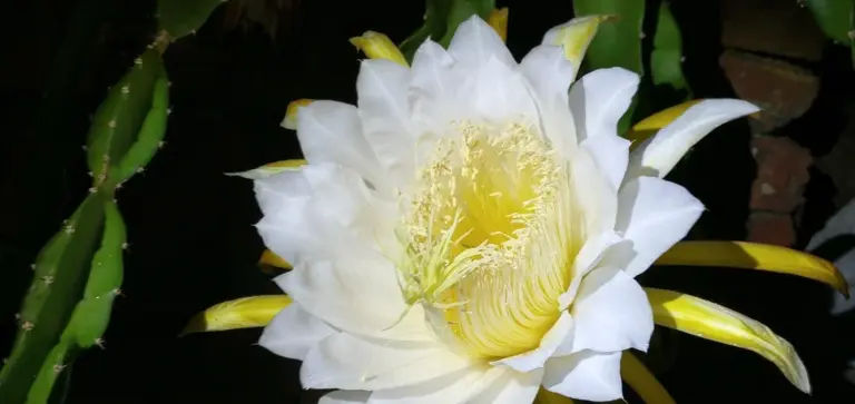 White Christmas cactus flower with pale yellow center and green stems in the background