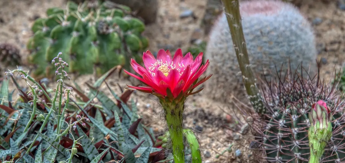 Red Christmas cactus flower blooming on a green segmented stem, surrounded by other cacti in a rocky garden setting.