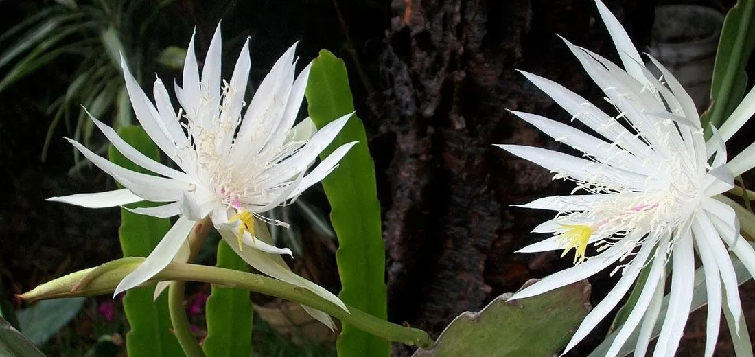 Two white Christmas cactus flowers with slender petals on green segmented stems.
