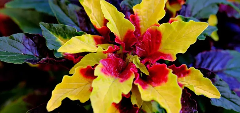 Close-up of a variegated coleus plant with bright yellow, red, green, and purple leaves