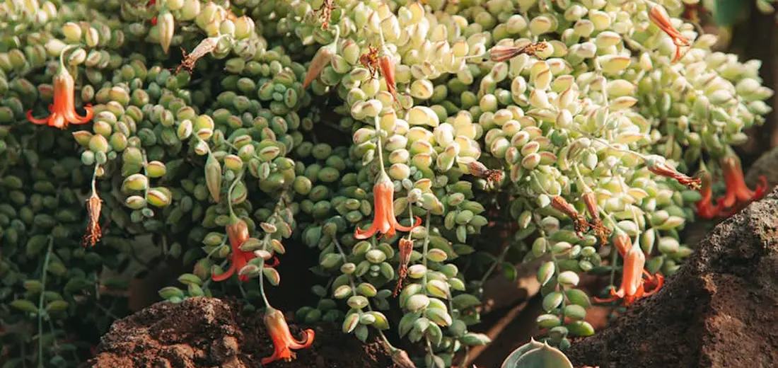 Close-up of a cascading succulent with dense, bead-like leaves and bright orange tubular flowers, illustrating a vibrant, colorful display.