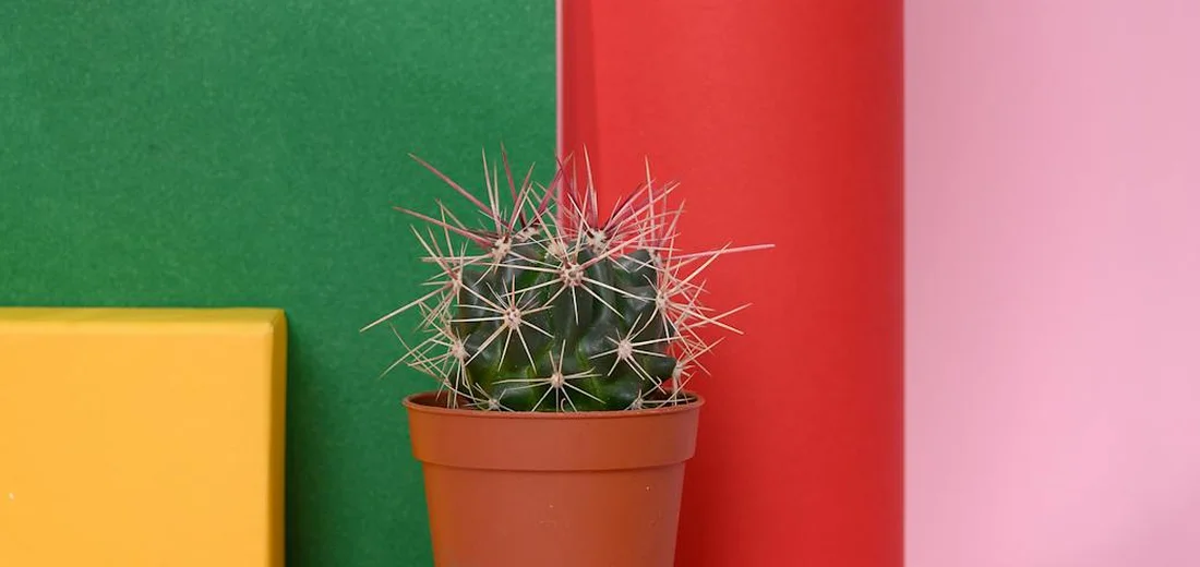 A small potted cactus with sharp spines sits in front of bold green, red, and pink color blocks.