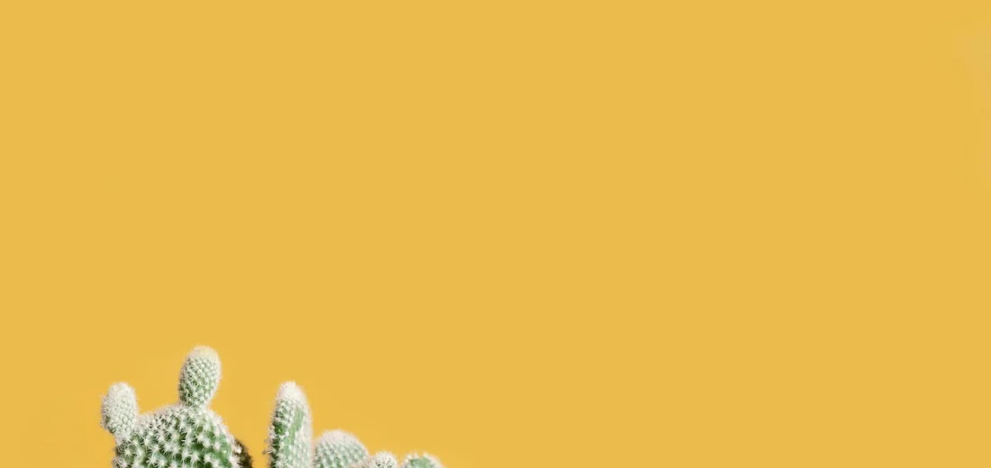 Succulent plants with pale green, textured growth against a warm yellow background