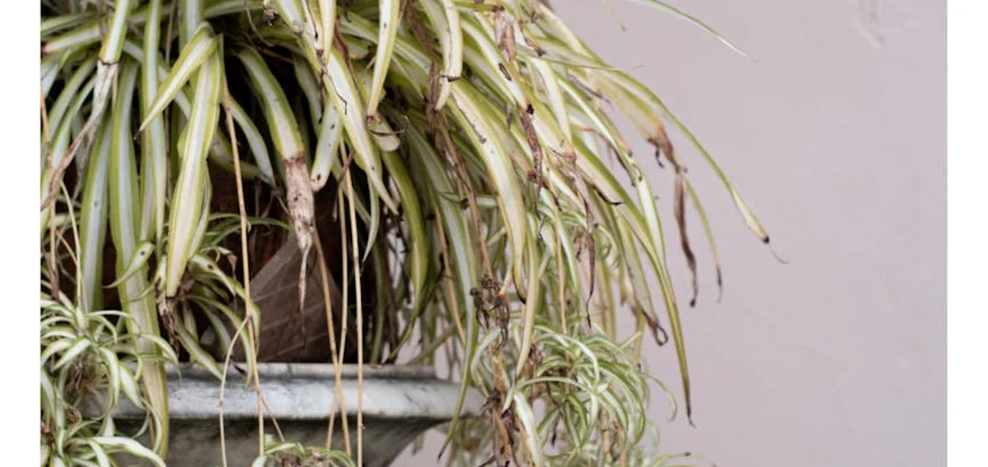 Variegated spider plant (Chlorophytum comosum) with green and cream striped leaves cascading from a pot.