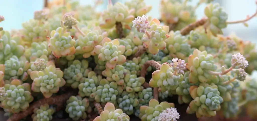 Common Succulent Watering Mistakes to Avoid