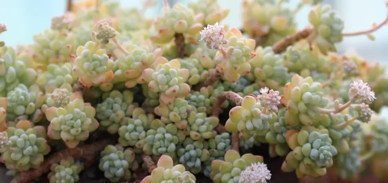 Close-up of a dense cluster of small, fleshy succulent rosettes with pale green leaves and pinkish tips.
