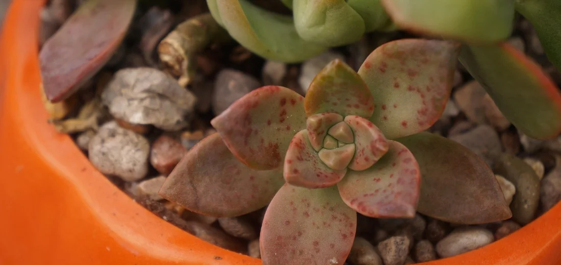 Close-up of a small rosette succulent with pink-tinged leaves growing in rocky soil inside an orange pot