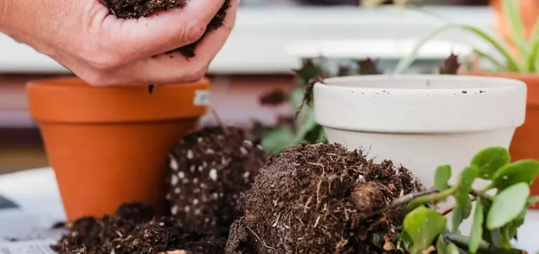 Close-up of a gardener's hands working with potting soil beside a small succulent and several pots on a table.