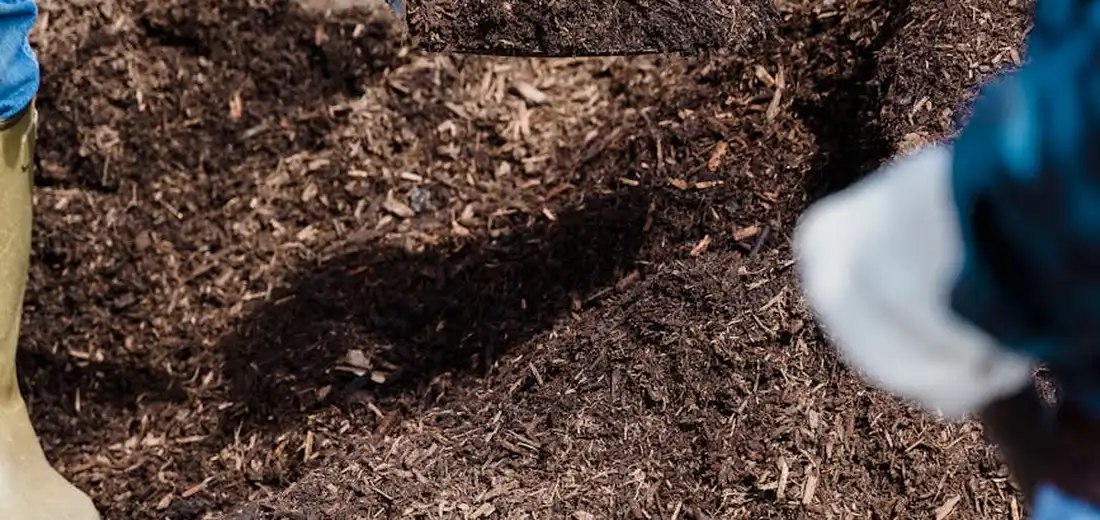 Close-up of gloved hands handling dark compost material