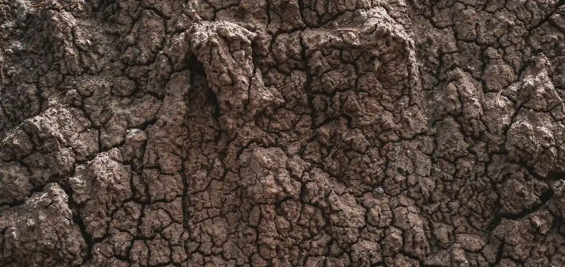 Close-up of parched, cracked soil surface in a plant pot