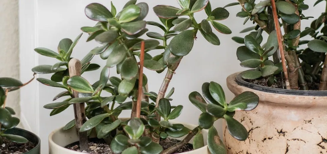 Healthy Crassula ovata jade plants in multiple pots with thick, glossy leaves indoors.