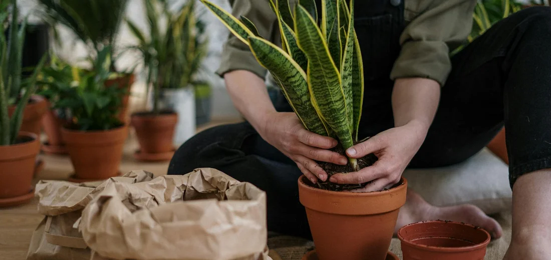 Hands potting a succulent into a terracotta pot with soil bags and other plants in the background