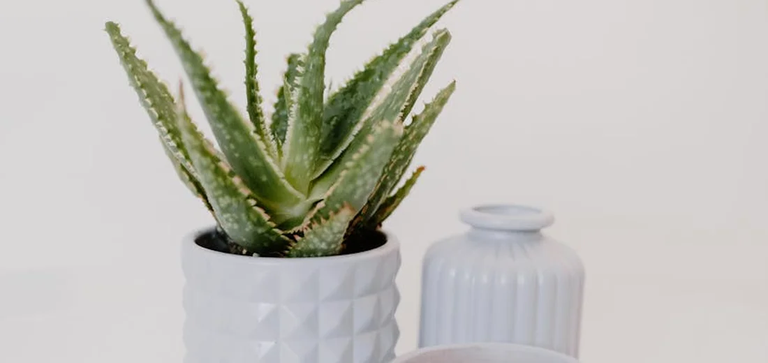 Crested succulent in a geometric white pot on a light surface, with a small ribbed vase in the background.