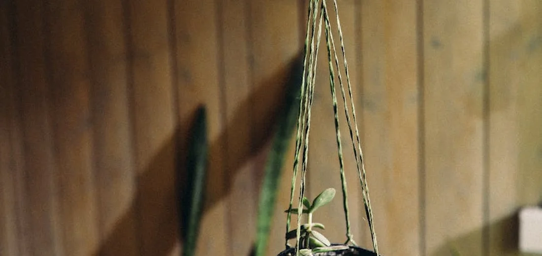 A small crested succulent hanging in a macramé planter against a wooden backdrop.