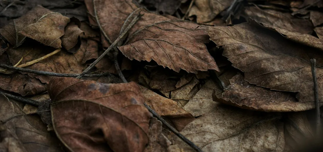 Close-up of brown, dried leaves on the forest floor