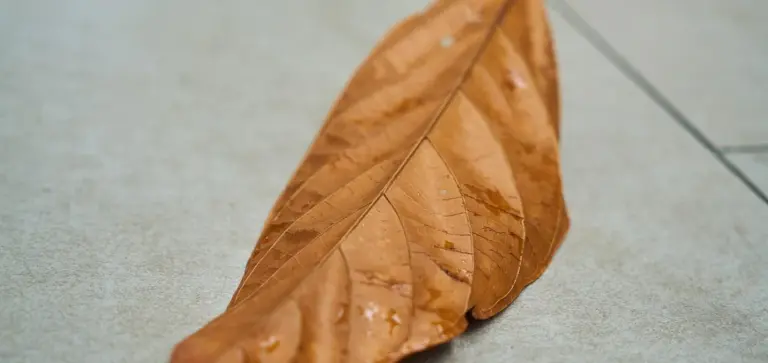 A single dry brown leaf lying on a light gray concrete surface
