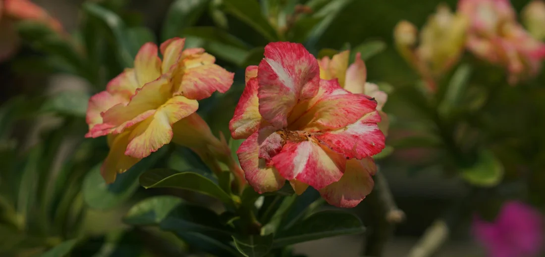 Close-up of pink and yellow trumpet-shaped succulent flowers with glossy green leaves.