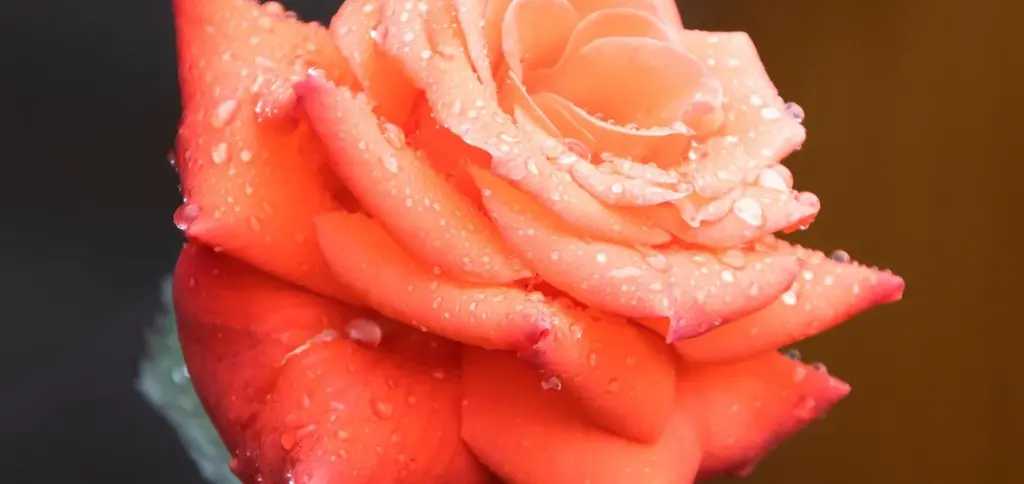 Desert Rose Plant Care: Growing Adenium Obesum Indoors