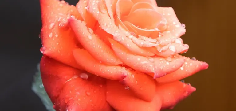 Close-up of a pink-orange rose with water droplets on its petals