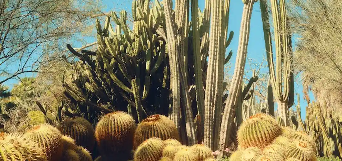 Desert scene with tall columnar cacti and several round barrel cacti under bright blue sky