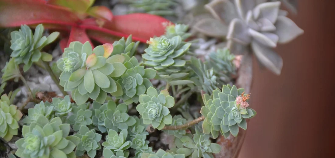 Close-up of a pot filled with an assortment of rosette-shaped succulents in green and blue-green tones with hints of red on some edges.