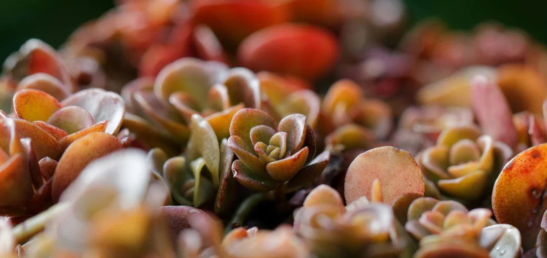 Close-up of a dense cluster of colorful succulent rosettes in shades of green, pink, orange, and purple