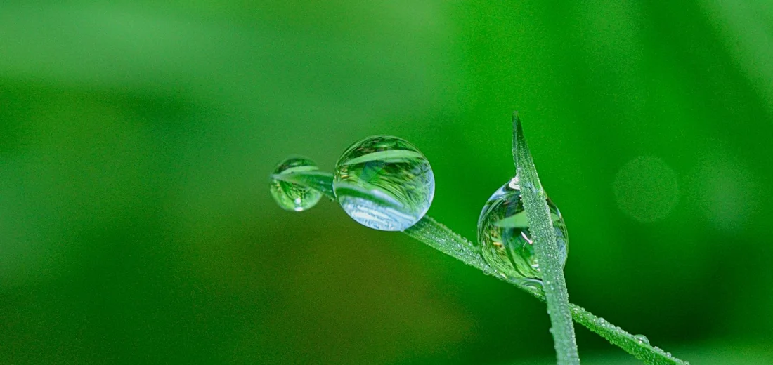 Close-up of dew droplets on a green plant blade, illustrating indoor humidity