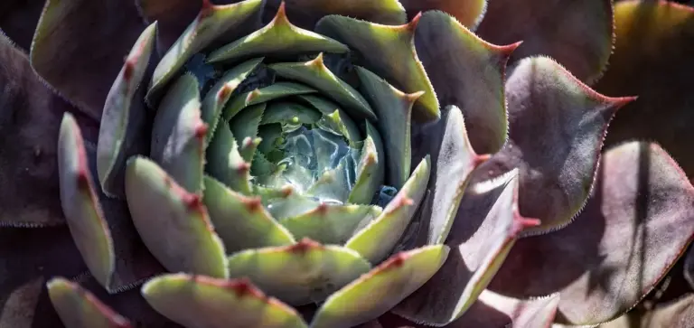 Close-up of a compact succulent rosette with thick, pointed leaves green with pink-tinged edges, reminiscent of a dolphin or mermaid tail.