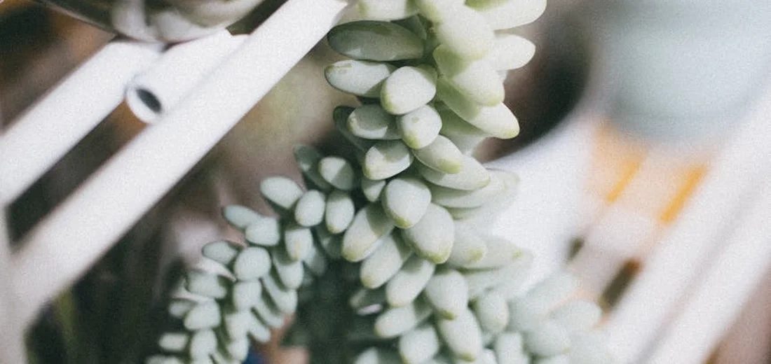 Close-up of Sedum morganianum (donkey tail) with cascading pale blue-green leaves