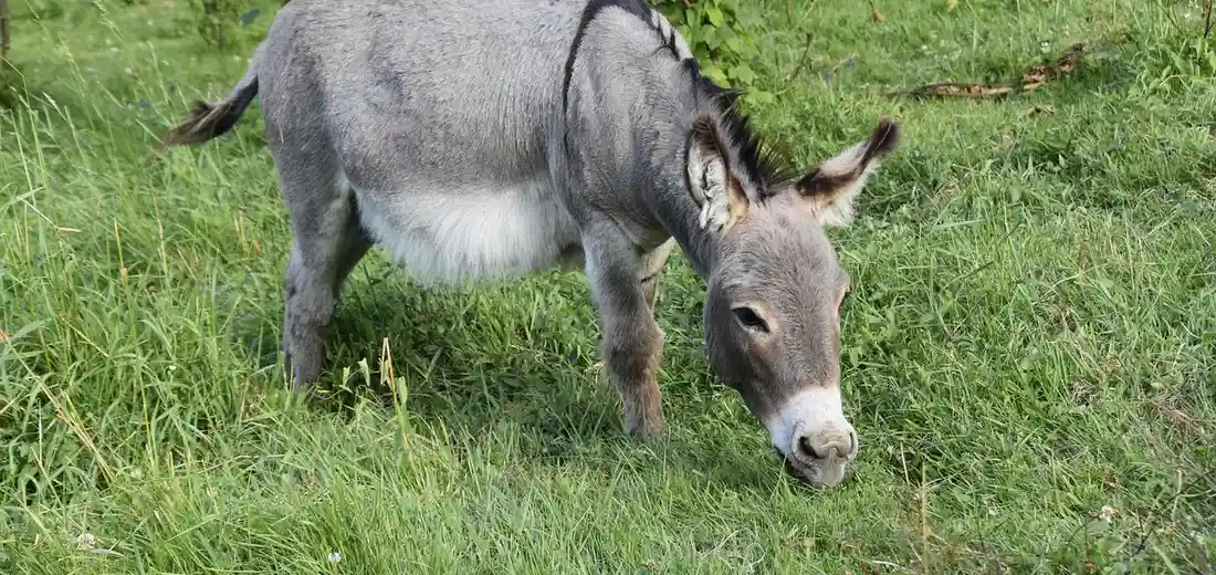 Close-up of a gray donkey grazing on green grass in a pasture.