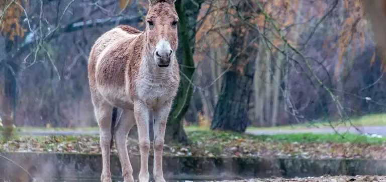 Donkey standing near a small pond in a forested area with trees in the background.