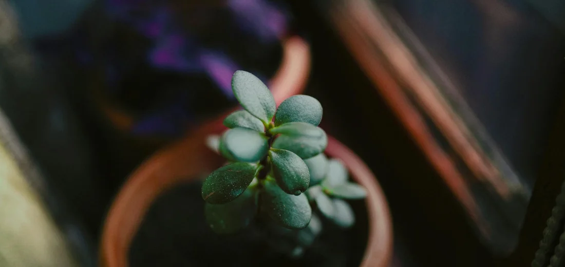 Close-up of a Sedum morganianum (donkey tail) cutting in a small pot with bluish-green fleshy leaves.