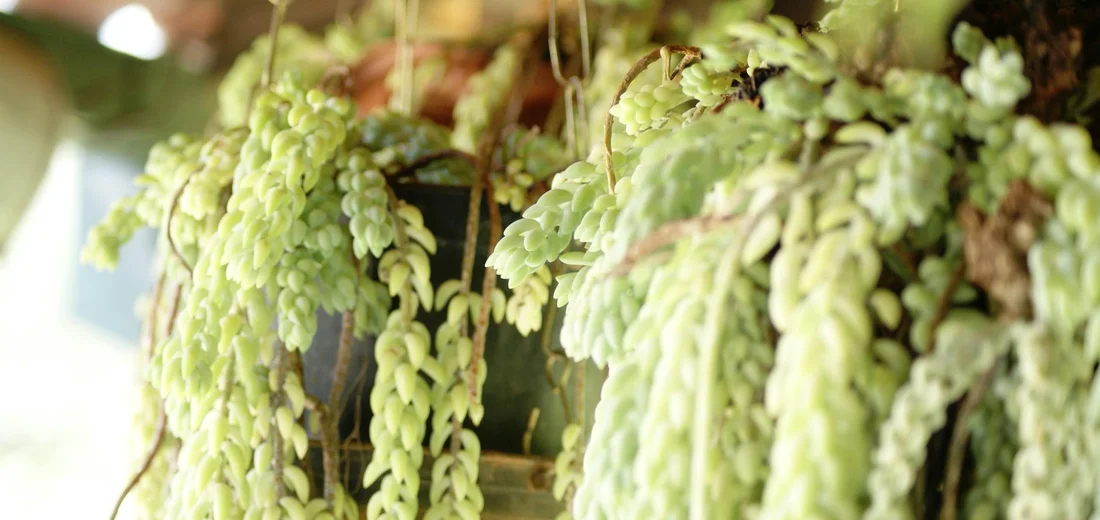 Trailing Sedum morganianum (donkey tail) succulent with bead-like leaves.