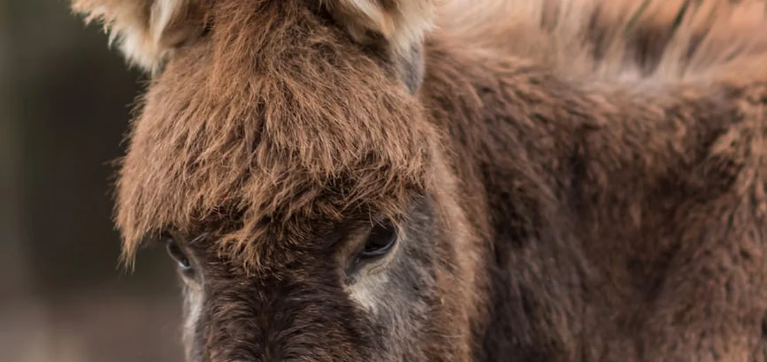 Close-up of a donkey's head with brown fur and a tufted fringe.