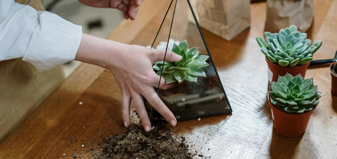 A hand places a small succulent into a triangular glass terrarium on a wooden table, with two potted succulents nearby.
