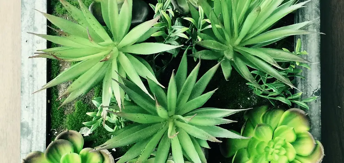 Top-down view of bright green rosette succulents arranged on weathered driftwood with a hint of moss.
