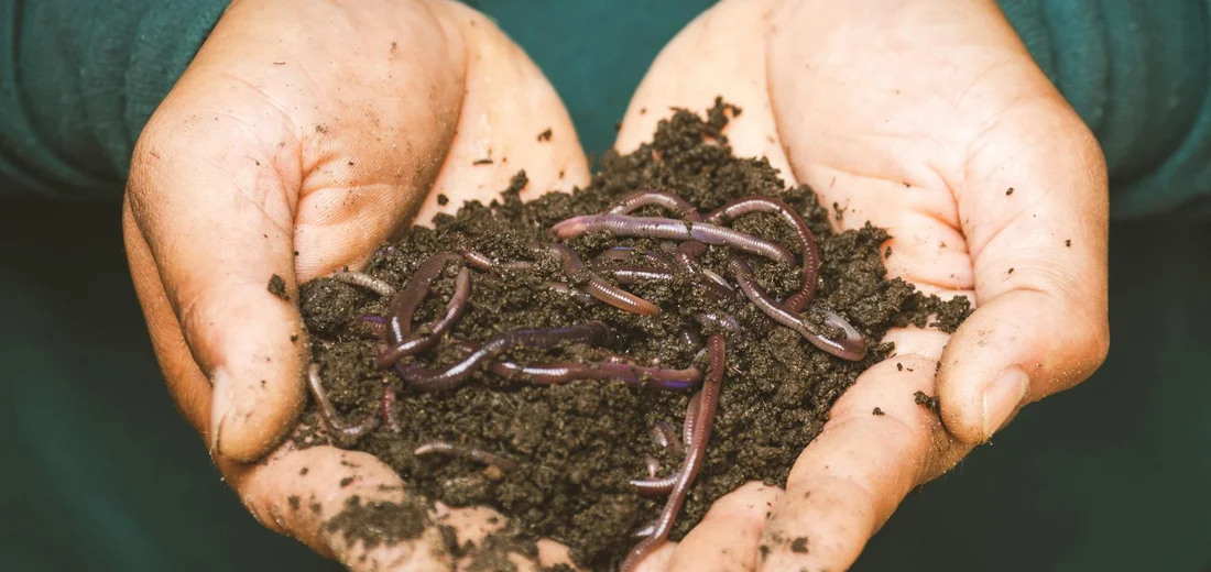 Hands holding dark compost with several earthworms, illustrating active soil life.