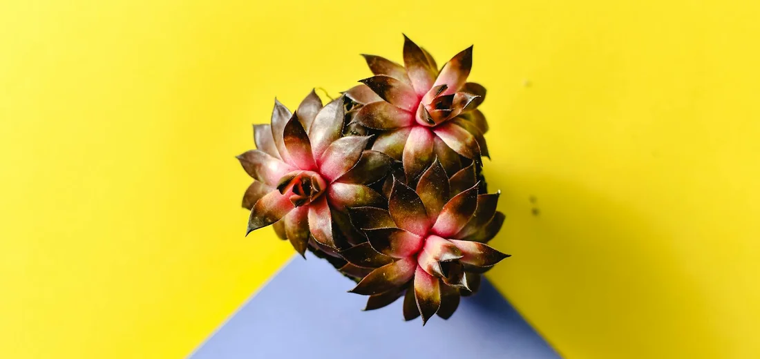 Top-down view of clustered Echeveria rosettes with pink-tinged leaves on a bright yellow background