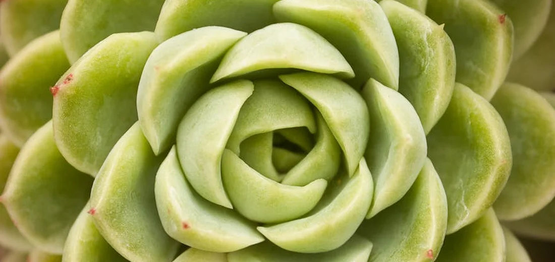 Macro close-up of a green Echeveria succulent rosette with tightly layered leaves